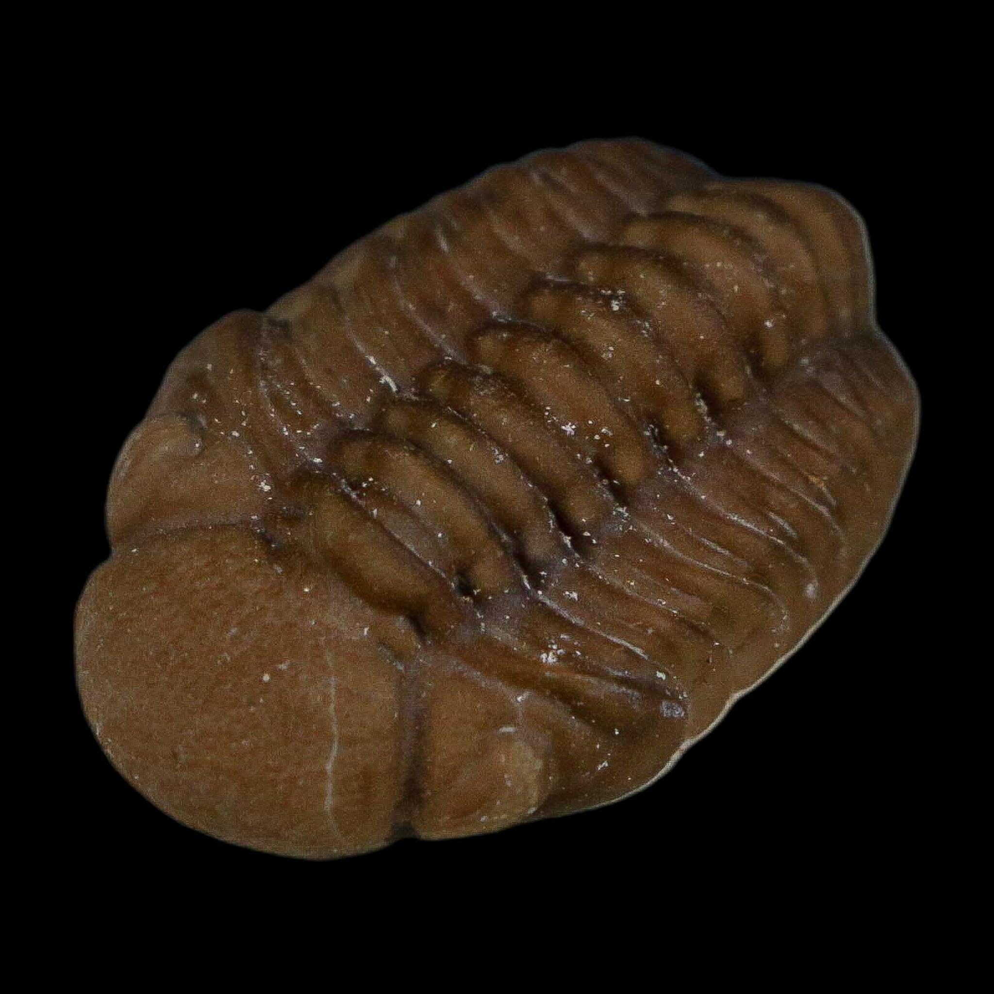 1" Kainops Raymodi Trilobite Fossil In Matrix Compound eyes Black Cat Mountain OK - Fossil Age Minerals