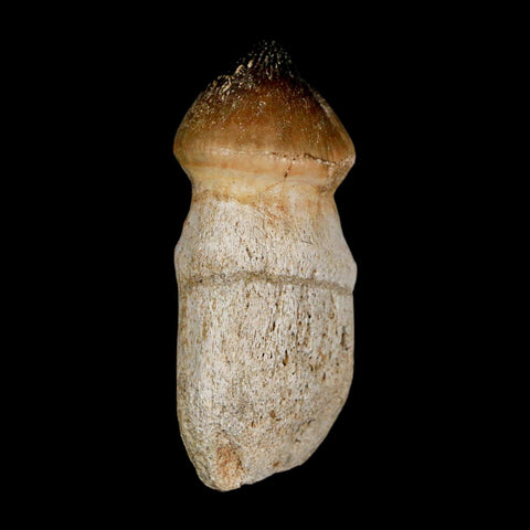 2.6" Globidens Mosasaur Fossil Tooth Rooted Cretaceous Dinosaur Era COA