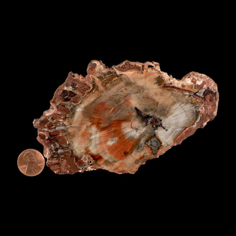 5" Fossilized Polished Petrified Wood Branch Madagascar 66-225 Million Yrs Old - Fossil Age Minerals