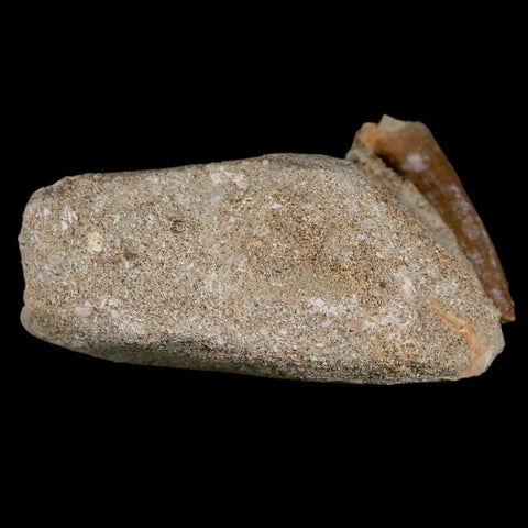 1.6" Plesiosaur Zarafasaura Tooth Fossil In Matrix Cretaceous Dinosaur Era COA - Fossil Age Minerals
