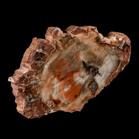 5" Fossilized Polished Petrified Wood Branch Madagascar 66-225 Million Yrs Old - Fossil Age Minerals