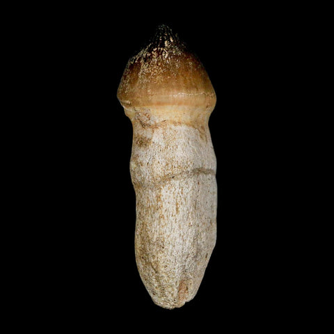 2.6" Globidens Mosasaur Fossil Tooth Rooted Cretaceous Dinosaur Era COA