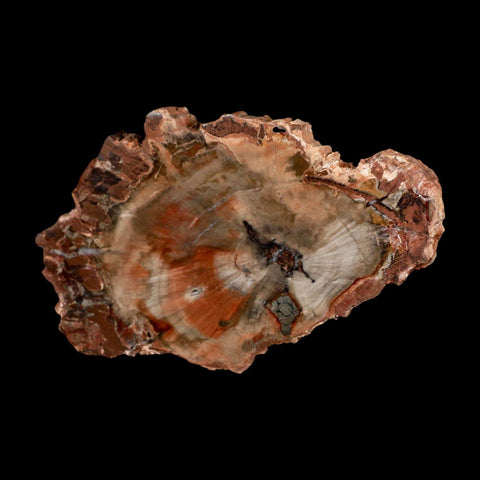 5" Fossilized Polished Petrified Wood Branch Madagascar 66-225 Million Yrs Old - Fossil Age Minerals