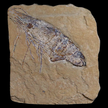3.2" Fossil Shrimp Carpopenaeus Cretaceous Age 100 Mil Yrs Old Lebanon COA