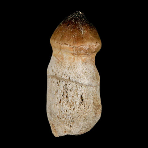 2.6" Globidens Mosasaur Fossil Tooth Rooted Cretaceous Dinosaur Era COA