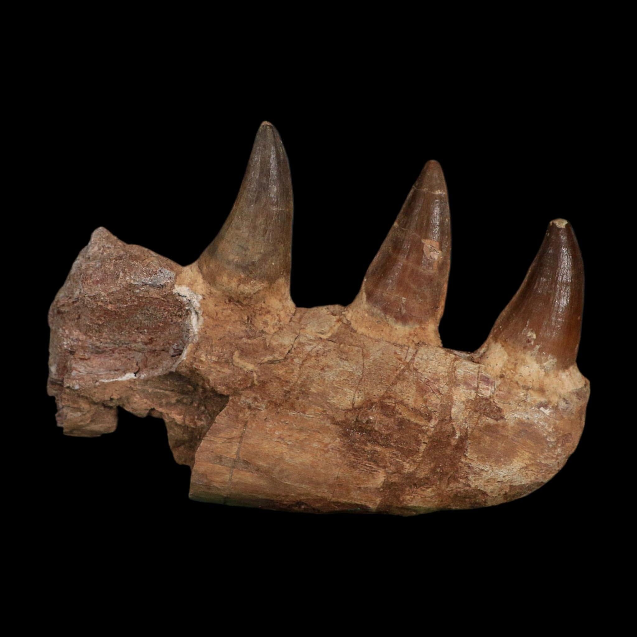 5.8" Mosasaur Prognathodon Fossil Jaw Section Teeth Cretaceous Dinosaur Era COA