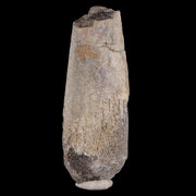 3.8 Maiasaura Hadrosaur Dinosaur Radius Bone Fossil Two Medicine FM MT COA