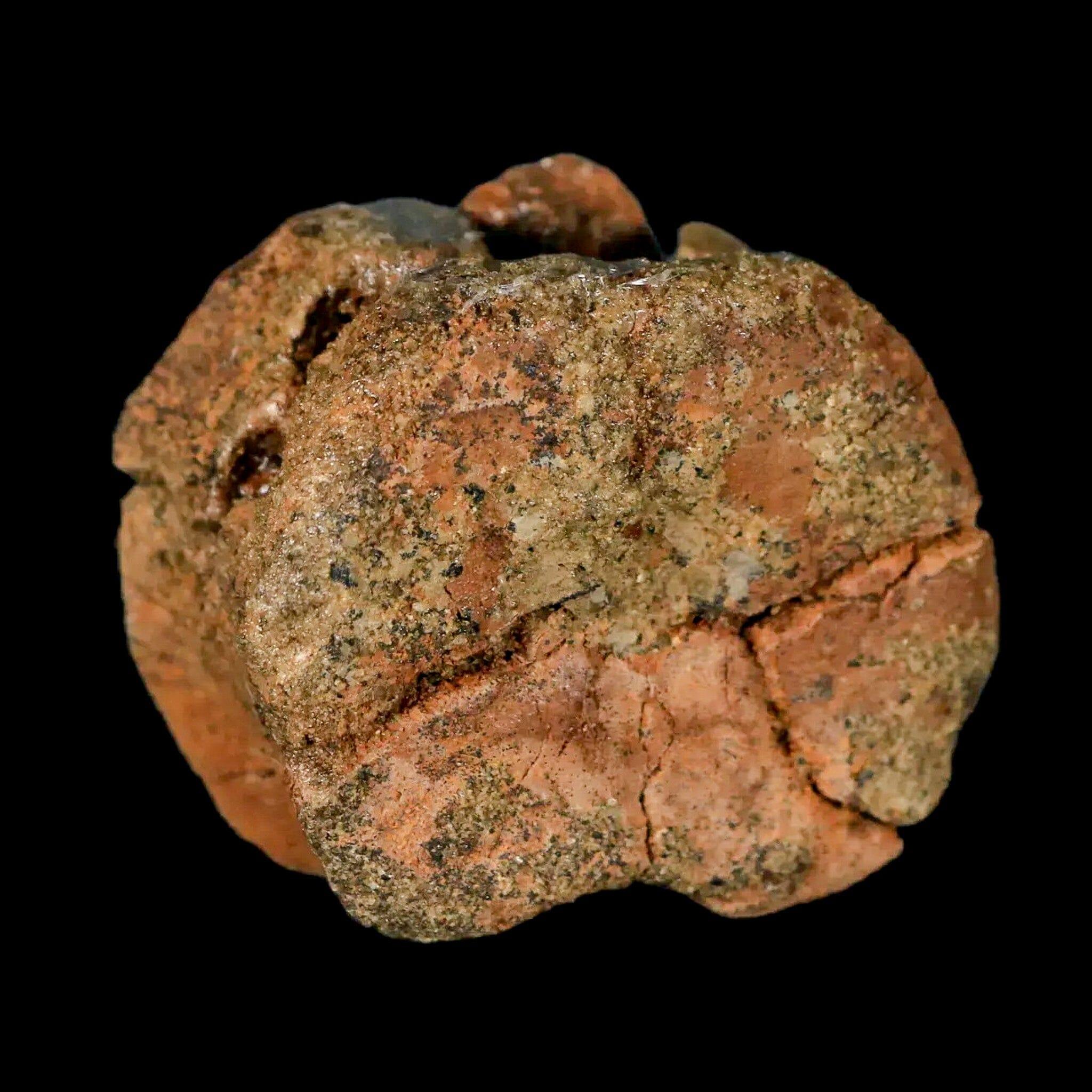 1.3" Juvenile Hadrosaur Dinosaur Fossil Vertebrae Bone Lance Creek FM Wyoming COA - Fossil Age Minerals