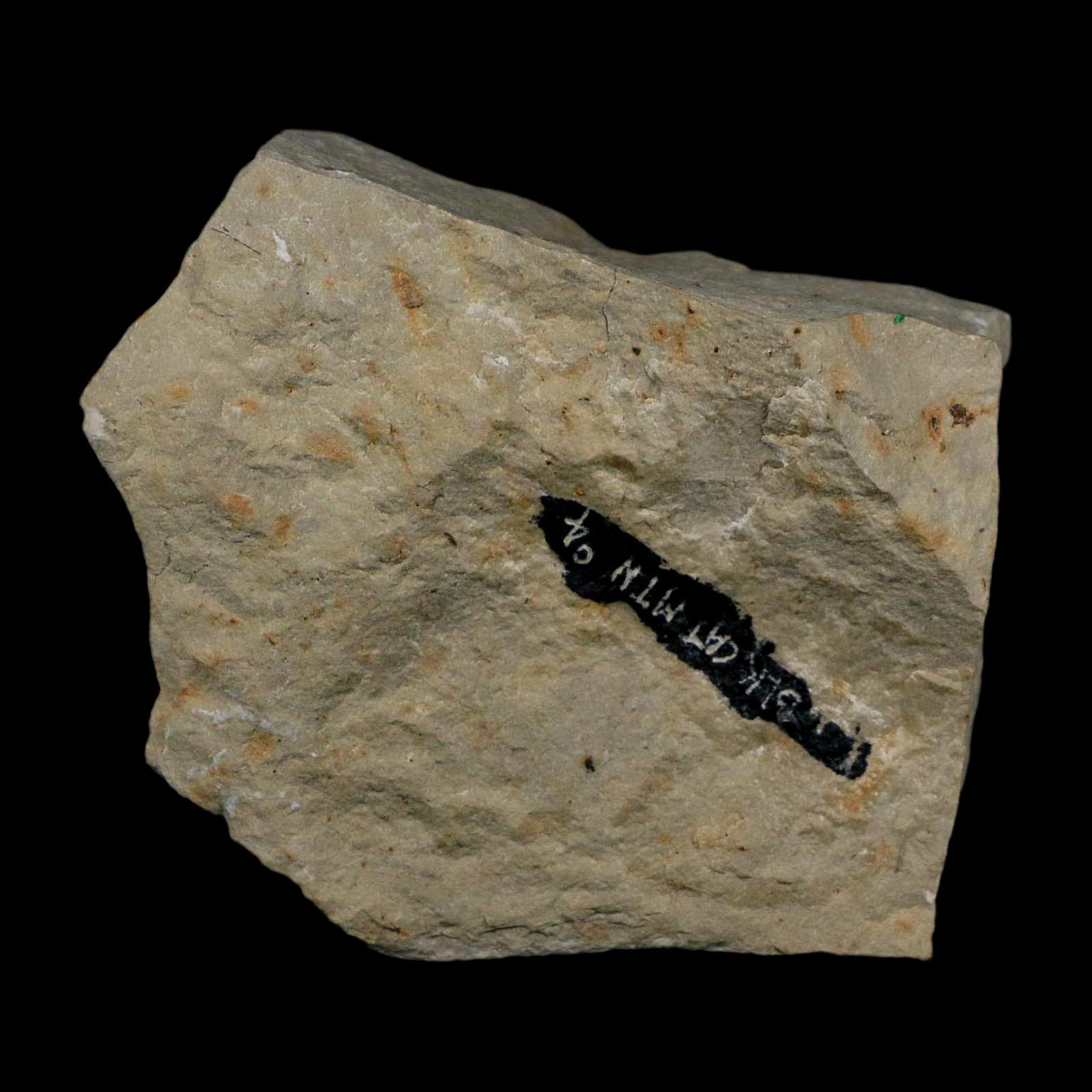 1" Kainops Raymodi Trilobite Fossil In Matrix Compound eyes Black Cat Mountain OK - Fossil Age Minerals