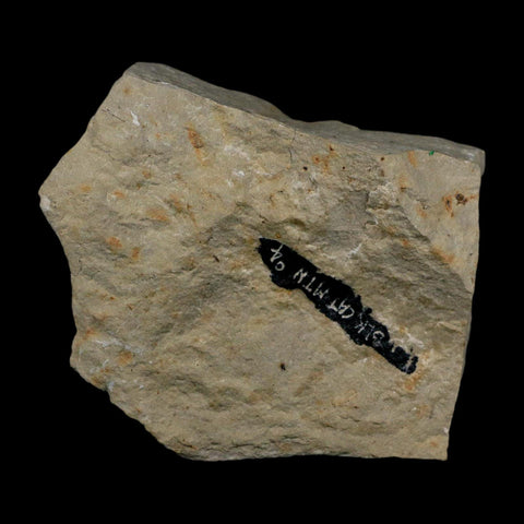 1" Kainops Raymodi Trilobite Fossil In Matrix Compound eyes Black Cat Mountain OK - Fossil Age Minerals