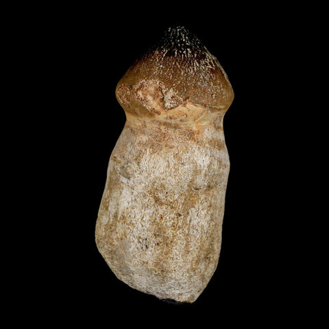 2.6" Globidens Mosasaur Fossil Tooth Rooted Cretaceous Dinosaur Era COA