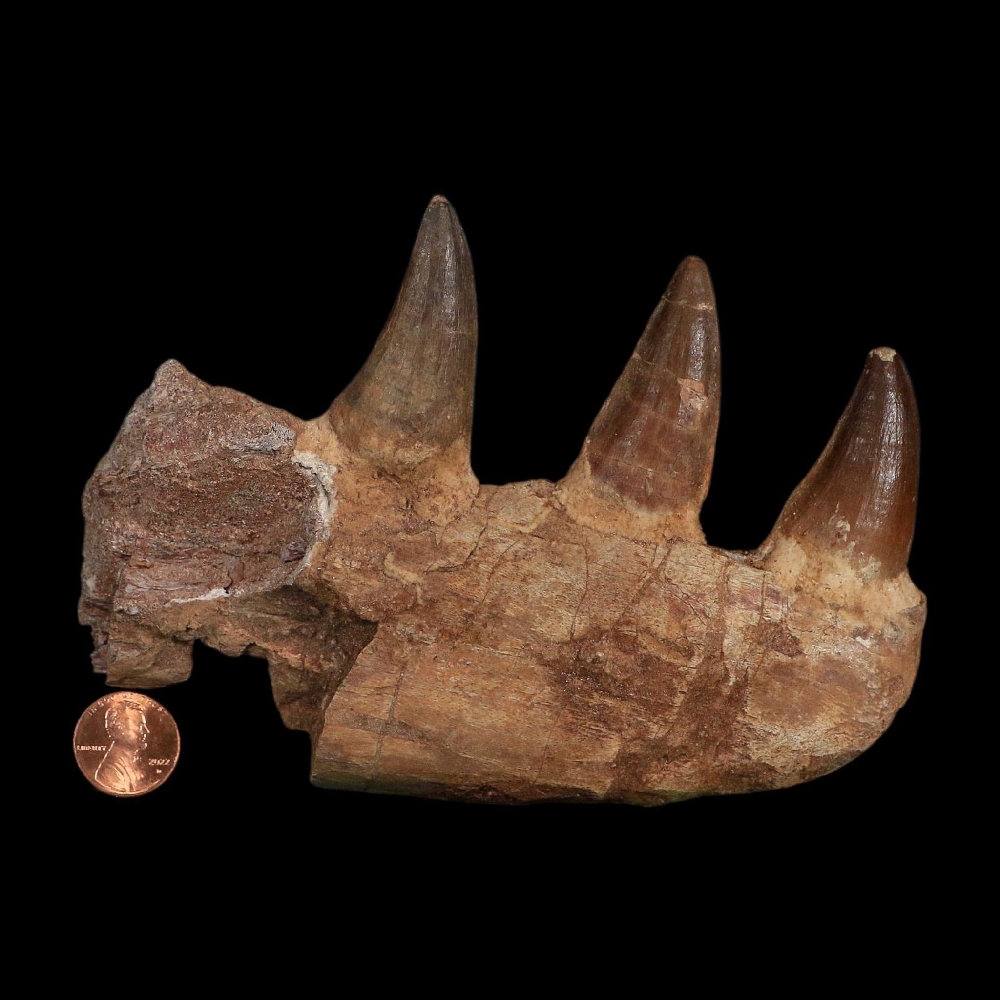 5.8" Mosasaur Prognathodon Fossil Jaw Section Teeth Cretaceous Dinosaur Era COA
