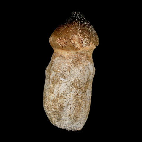 2.6" Globidens Mosasaur Fossil Tooth Rooted Cretaceous Dinosaur Era COA