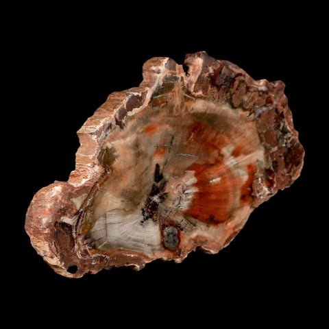5" Fossilized Polished Petrified Wood Branch Madagascar 66-225 Million Yrs Old - Fossil Age Minerals