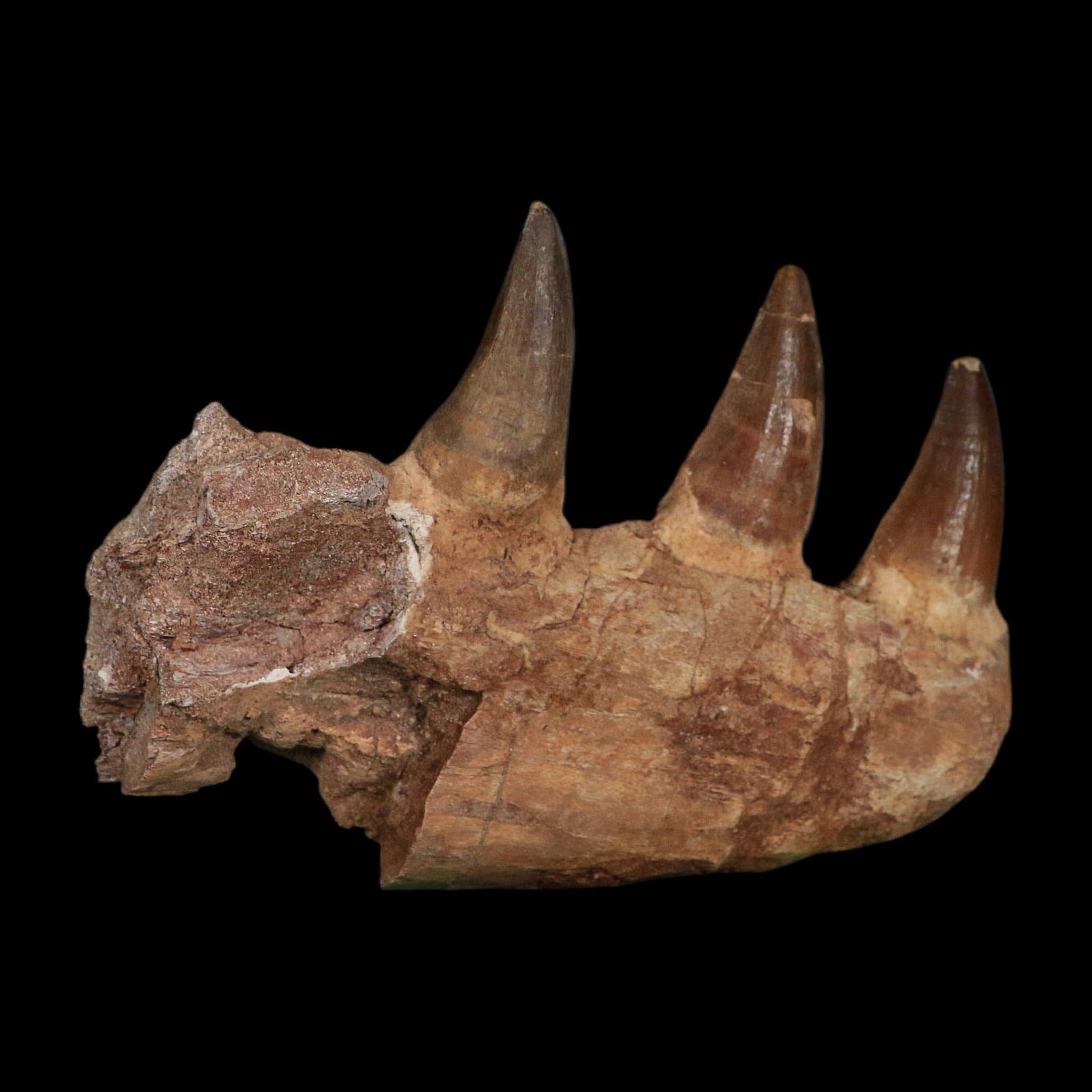 5.8" Mosasaur Prognathodon Fossil Jaw Section Teeth Cretaceous Dinosaur Era COA