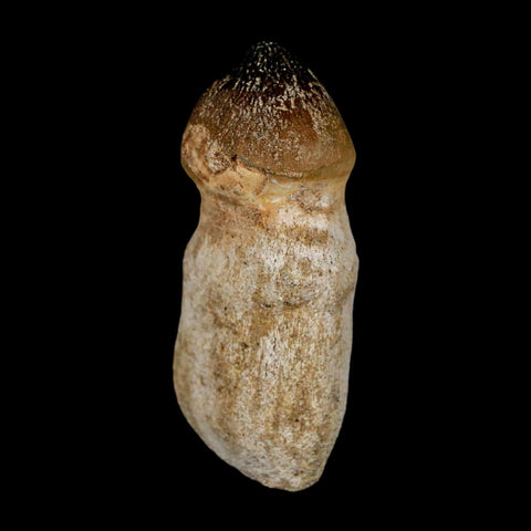 2.6" Globidens Mosasaur Fossil Tooth Rooted Cretaceous Dinosaur Era COA