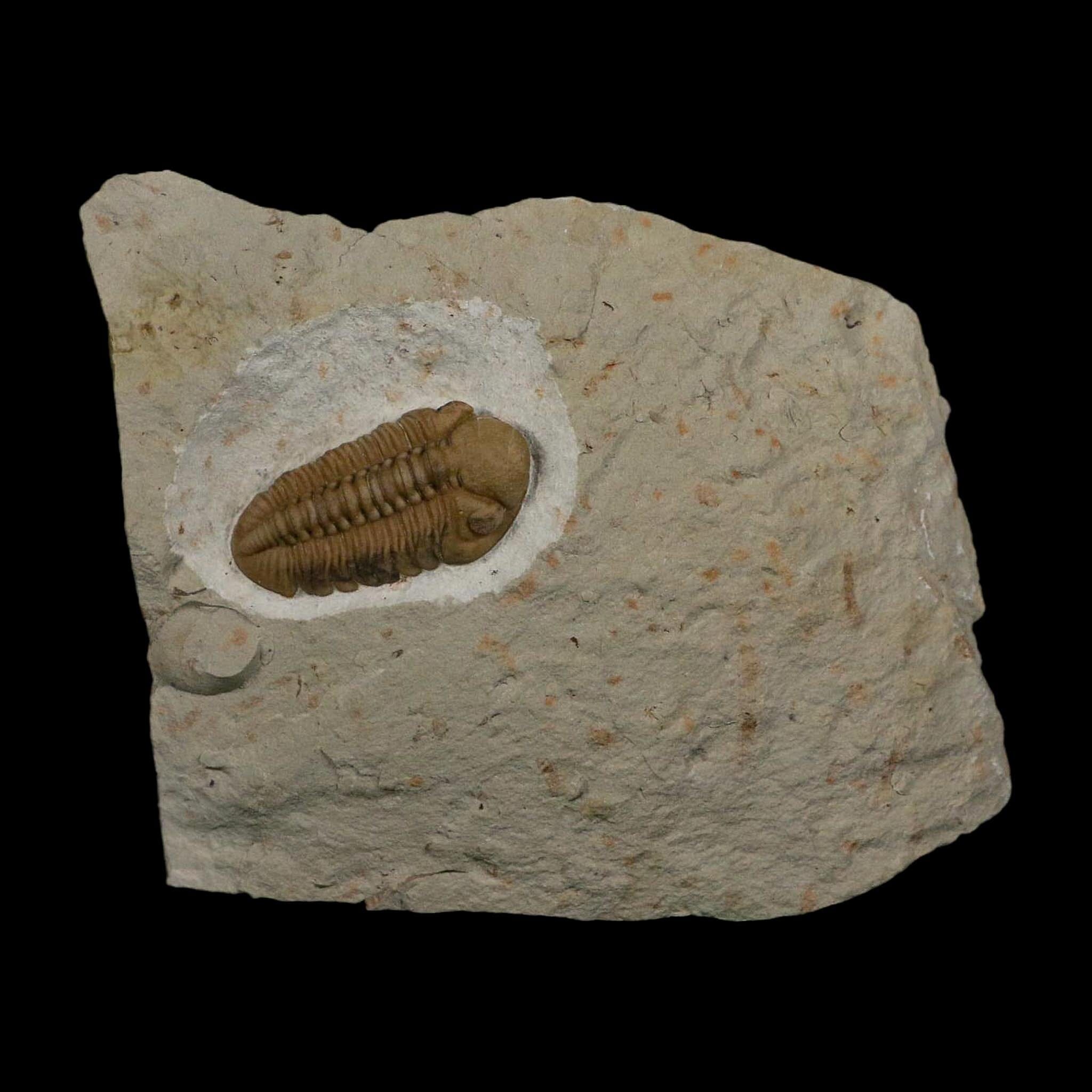 1.3" Kainops Raymodi Trilobite Fossil In Matrix Compound eyes Black Cat Mountain OK - Fossil Age Minerals
