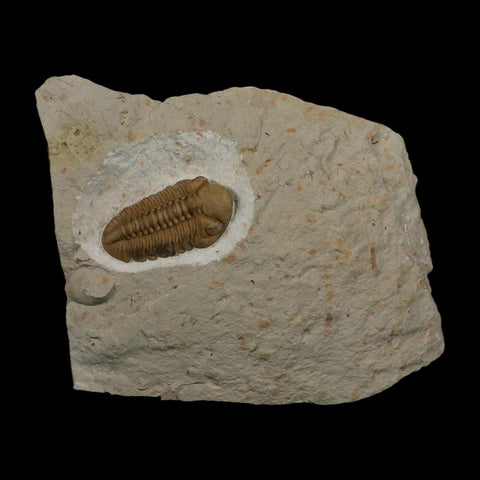 1.3" Kainops Raymodi Trilobite Fossil In Matrix Compound eyes Black Cat Mountain OK - Fossil Age Minerals
