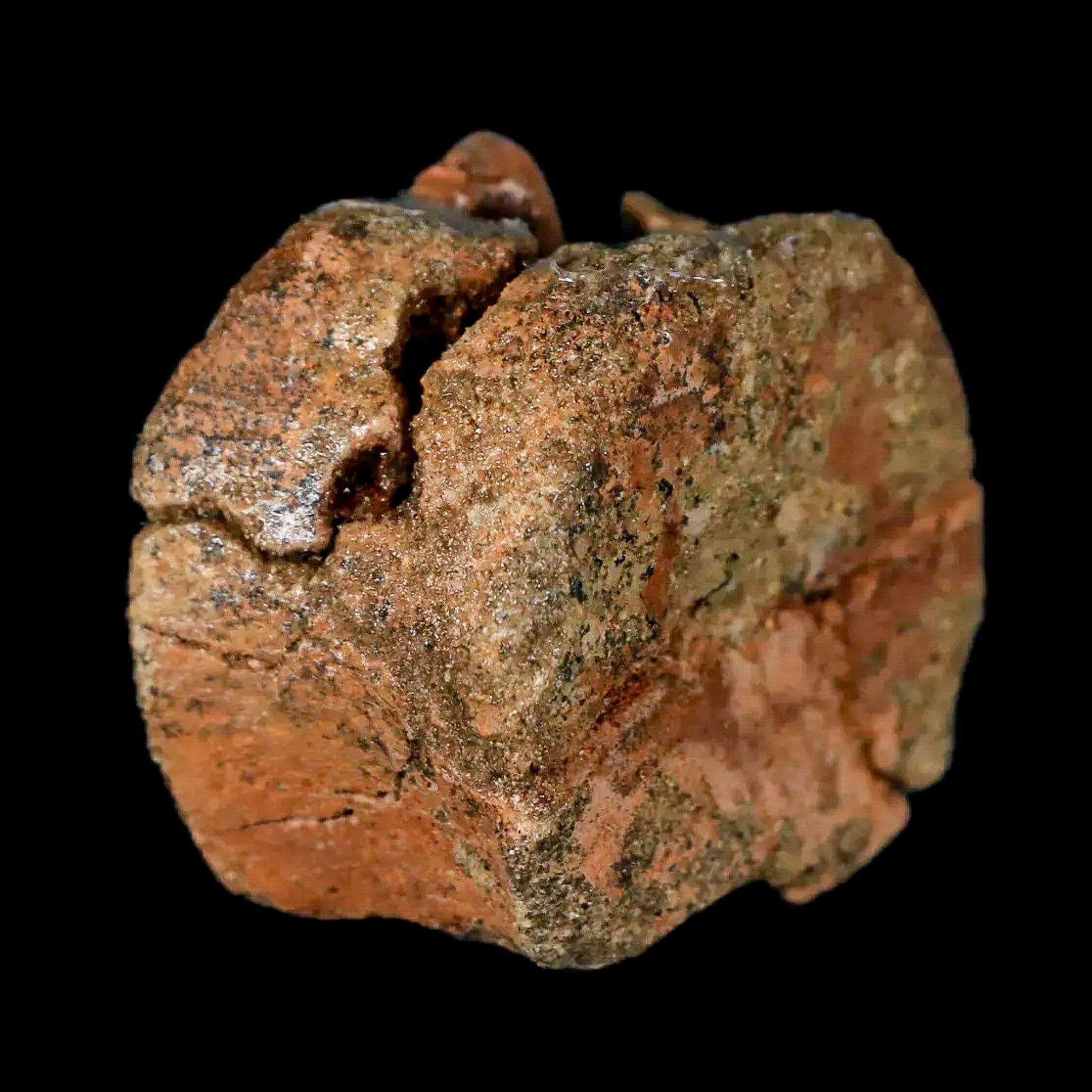 1.3" Juvenile Hadrosaur Dinosaur Fossil Vertebrae Bone Lance Creek FM Wyoming COA - Fossil Age Minerals
