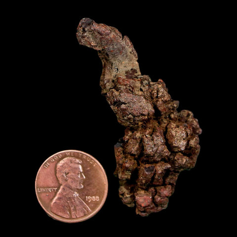 2.1" Prehistoric Coprolite Fossil Specimen Poop Dung Miocene Madagascar - Fossil Age Minerals