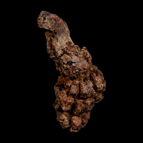 2.1" Prehistoric Coprolite Fossil Specimen Poop Dung Miocene Madagascar - Fossil Age Minerals