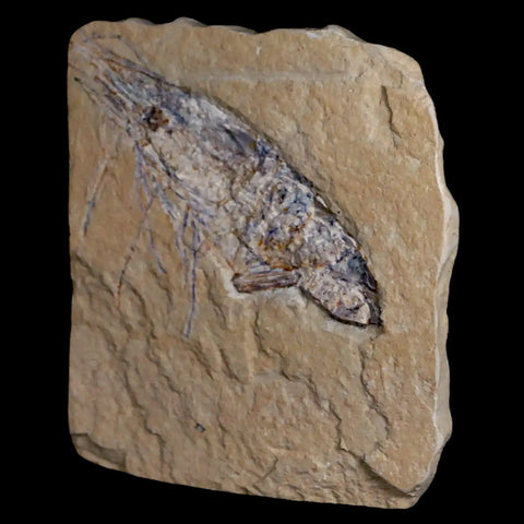 3.2" Fossil Shrimp Carpopenaeus Cretaceous Age 100 Mil Yrs Old Lebanon COA - Fossil Age Minerals