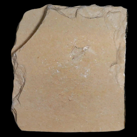 3.2" Fossil Shrimp Carpopenaeus Cretaceous Age 100 Mil Yrs Old Lebanon COA - Fossil Age Minerals