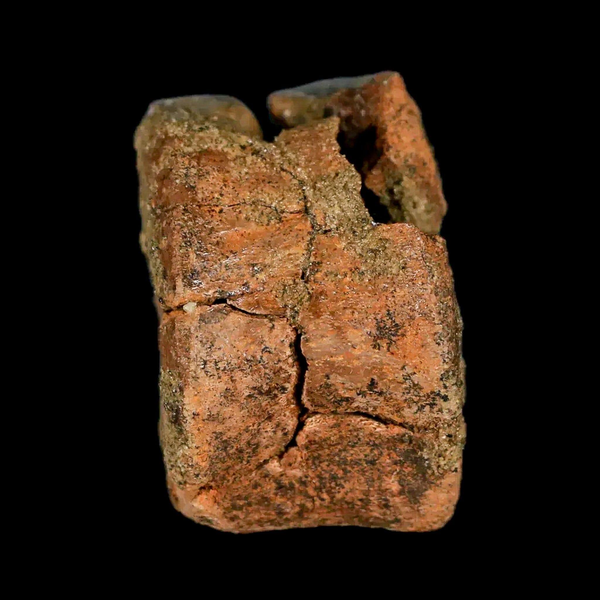 1.3" Juvenile Hadrosaur Dinosaur Fossil Vertebrae Bone Lance Creek FM Wyoming COA - Fossil Age Minerals