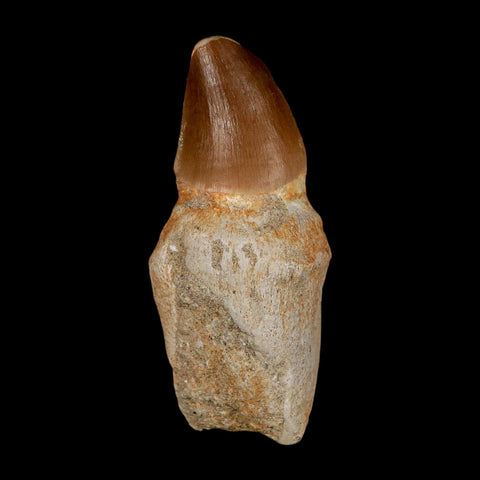 2.9" Mosasaur Prognathodon Anceps Fossil Tooth Rooted Cretaceous Dinosaur Era COA