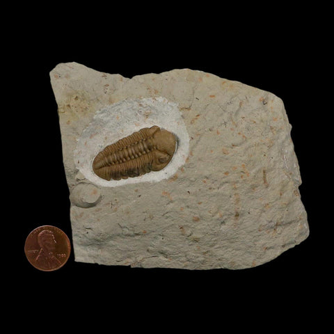 1.3" Kainops Raymodi Trilobite Fossil In Matrix Compound eyes Black Cat Mountain OK - Fossil Age Minerals