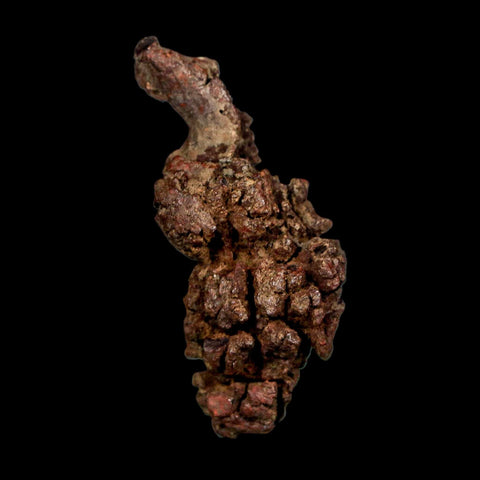 2.1" Prehistoric Coprolite Fossil Specimen Poop Dung Miocene Madagascar - Fossil Age Minerals