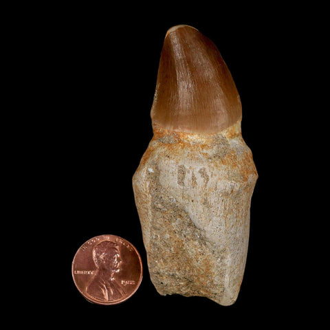 2.9" Mosasaur Prognathodon Anceps Fossil Tooth Rooted Cretaceous Dinosaur Era COA