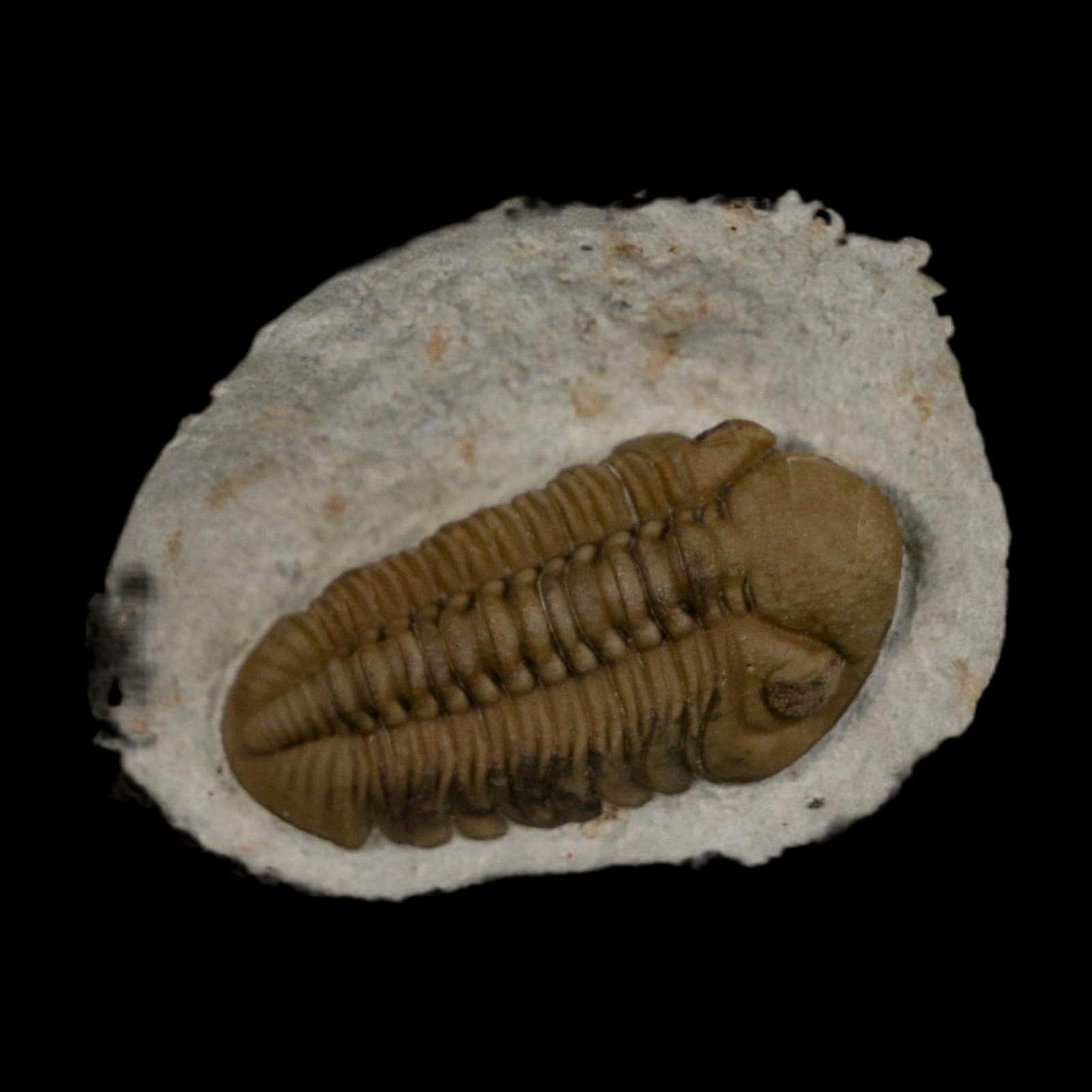 1.3" Kainops Raymodi Trilobite Fossil In Matrix Compound eyes Black Cat Mountain OK - Fossil Age Minerals