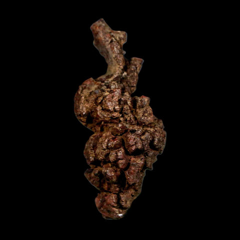 2.1" Prehistoric Coprolite Fossil Specimen Poop Dung Miocene Madagascar - Fossil Age Minerals