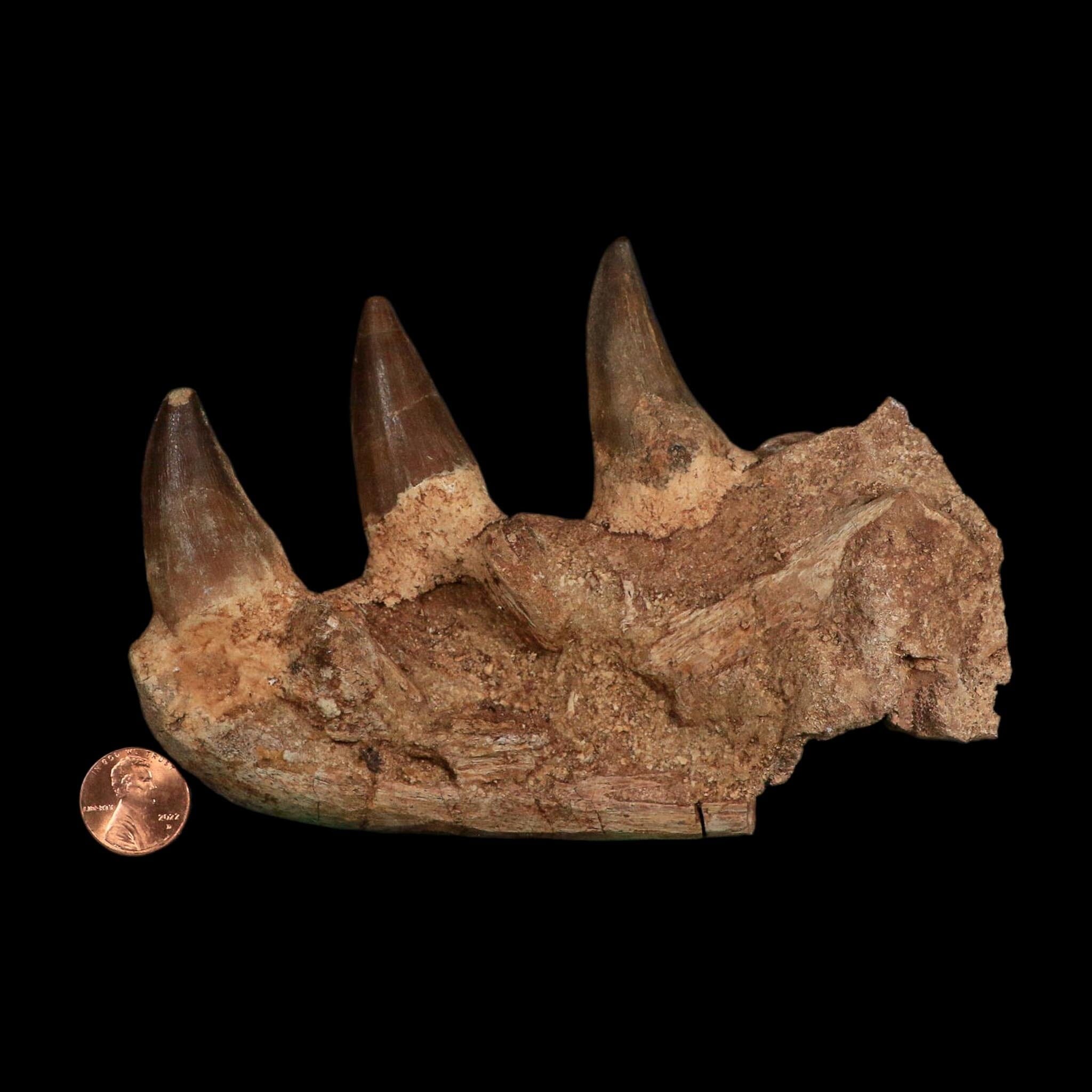 5.8" Mosasaur Prognathodon Fossil Jaw Section Teeth Cretaceous Dinosaur Era COA