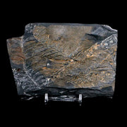 5" Alethopteris Fern Plant Leaf Fossil Carboniferous Age Llewellyn FM ST Clair, PA