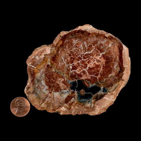 4.1" Fossilized Polished Petrified Wood Branch Madagascar 66-225 Million Yrs Old - Fossil Age Minerals