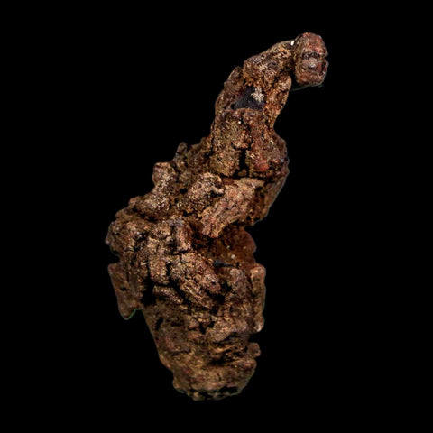 2.1" Prehistoric Coprolite Fossil Specimen Poop Dung Miocene Madagascar - Fossil Age Minerals