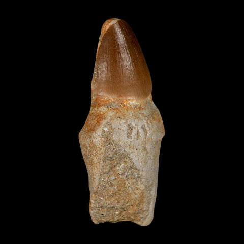 2.9" Mosasaur Prognathodon Anceps Fossil Tooth Rooted Cretaceous Dinosaur Era COA
