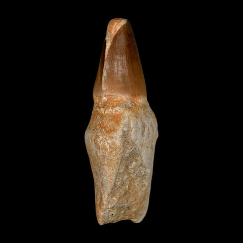 2.9" Mosasaur Prognathodon Anceps Fossil Tooth Rooted Cretaceous Dinosaur Era COA