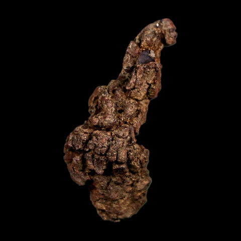 2.1" Prehistoric Coprolite Fossil Specimen Poop Dung Miocene Madagascar - Fossil Age Minerals