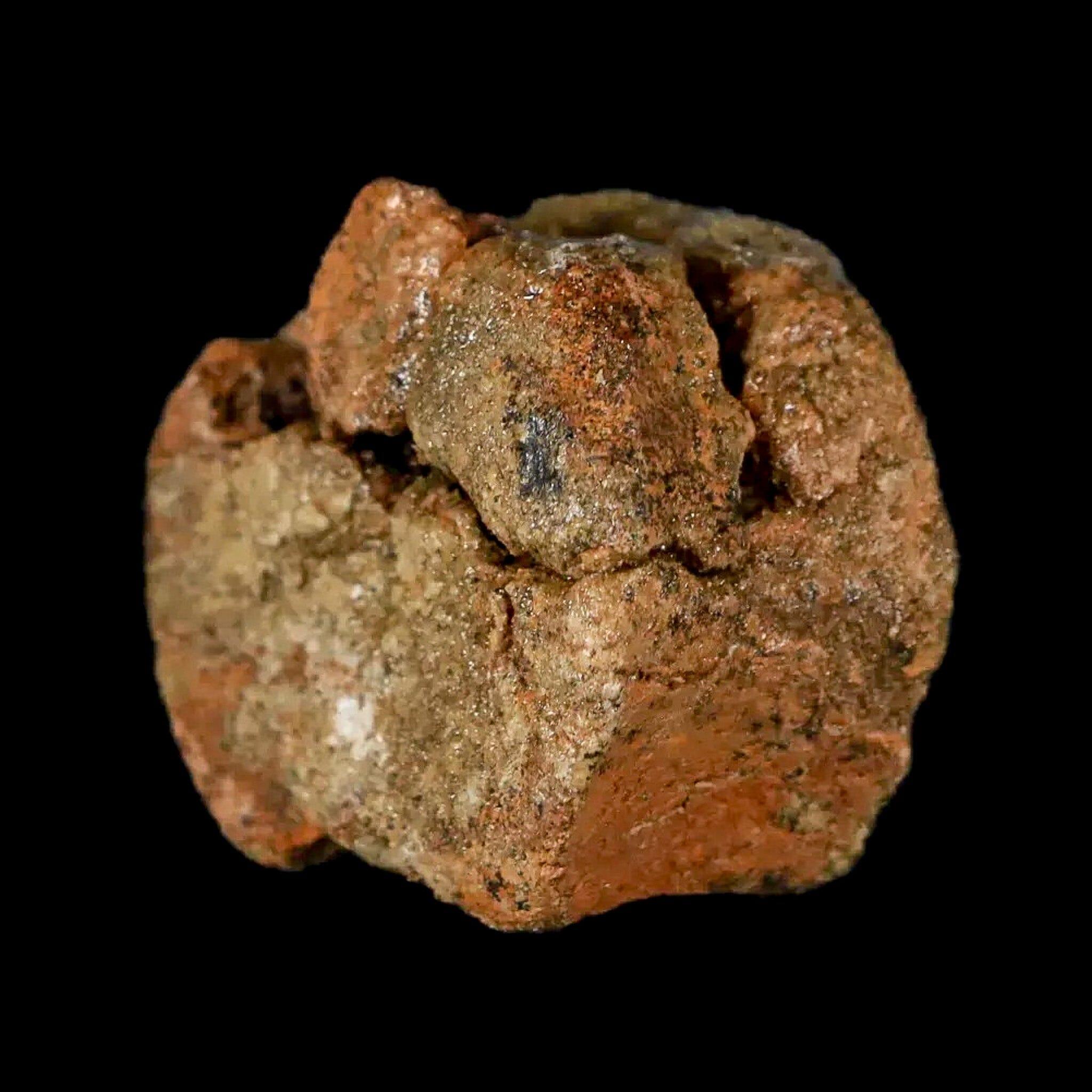 1.3" Juvenile Hadrosaur Dinosaur Fossil Vertebrae Bone Lance Creek FM Wyoming COA - Fossil Age Minerals