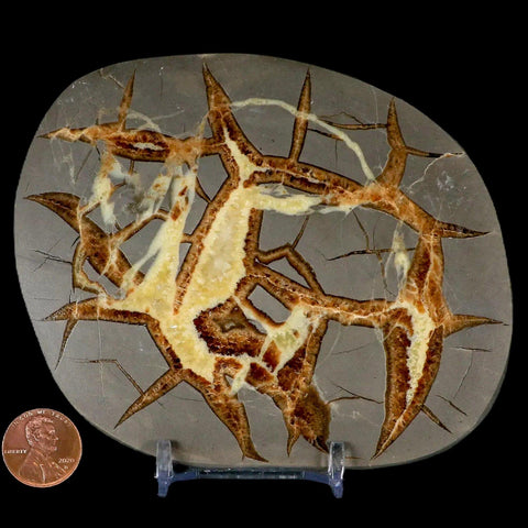 4.7" Septarian Dragon Stone Polished Slice Mineral Specimen Utah Stand - Fossil Age Minerals