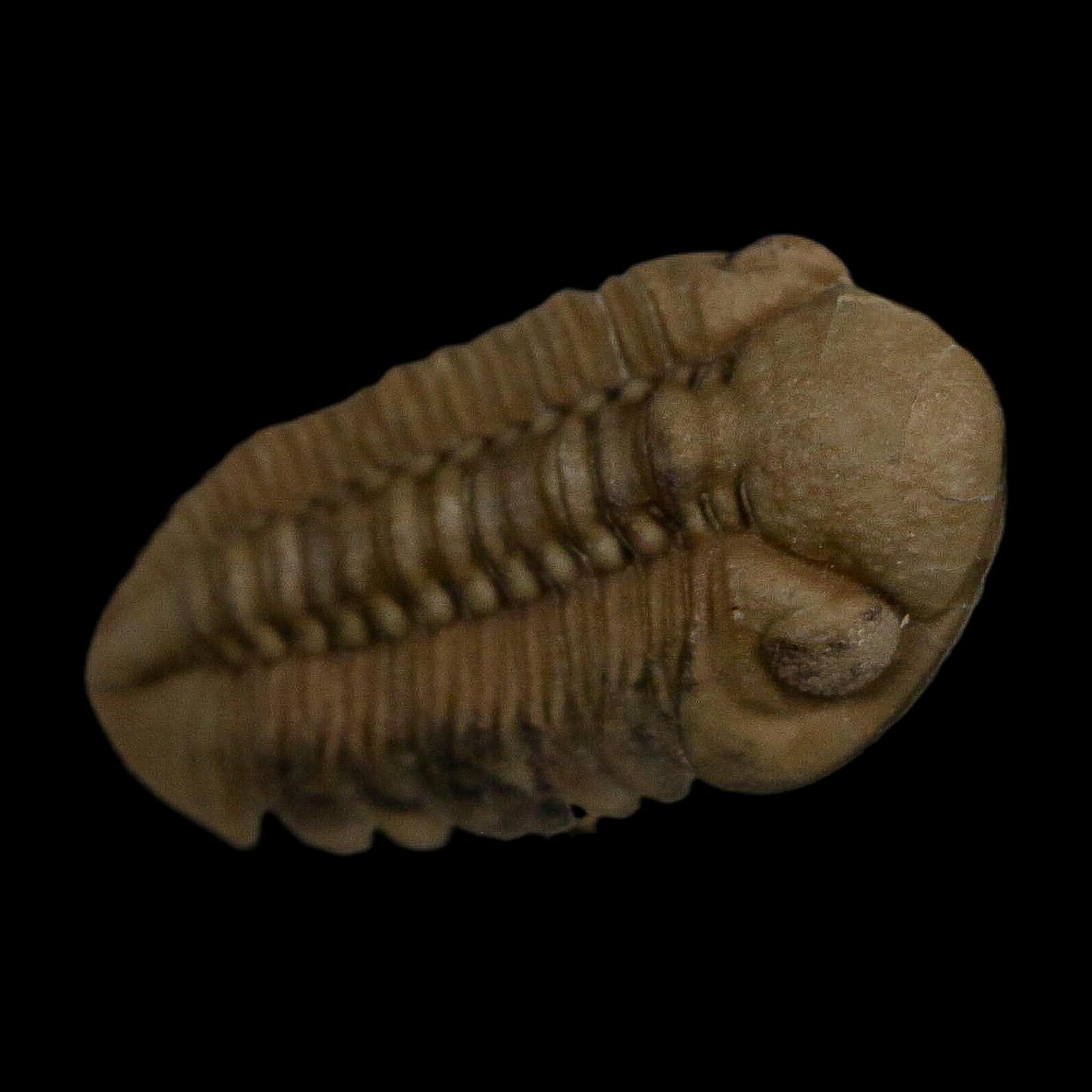 1.3" Kainops Raymodi Trilobite Fossil In Matrix Compound eyes Black Cat Mountain OK - Fossil Age Minerals
