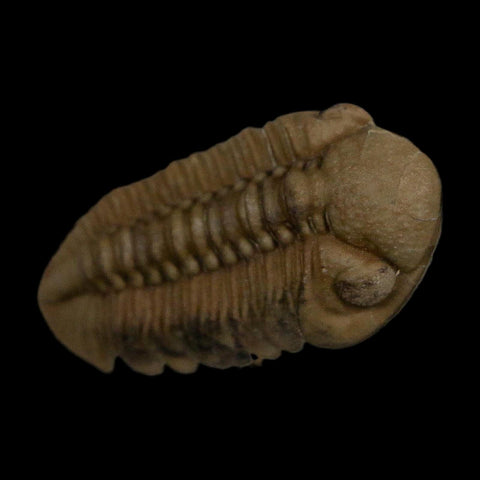 1.3" Kainops Raymodi Trilobite Fossil In Matrix Compound eyes Black Cat Mountain OK - Fossil Age Minerals