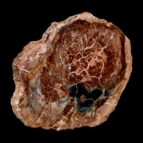 4.1" Fossilized Polished Petrified Wood Branch Madagascar 66-225 Million Yrs Old - Fossil Age Minerals
