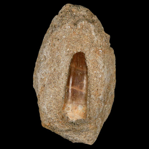 1.4" Plesiosaur Zarafasaura Tooth Fossil In Matrix Cretaceous Dinosaur Era COA - Fossil Age Minerals
