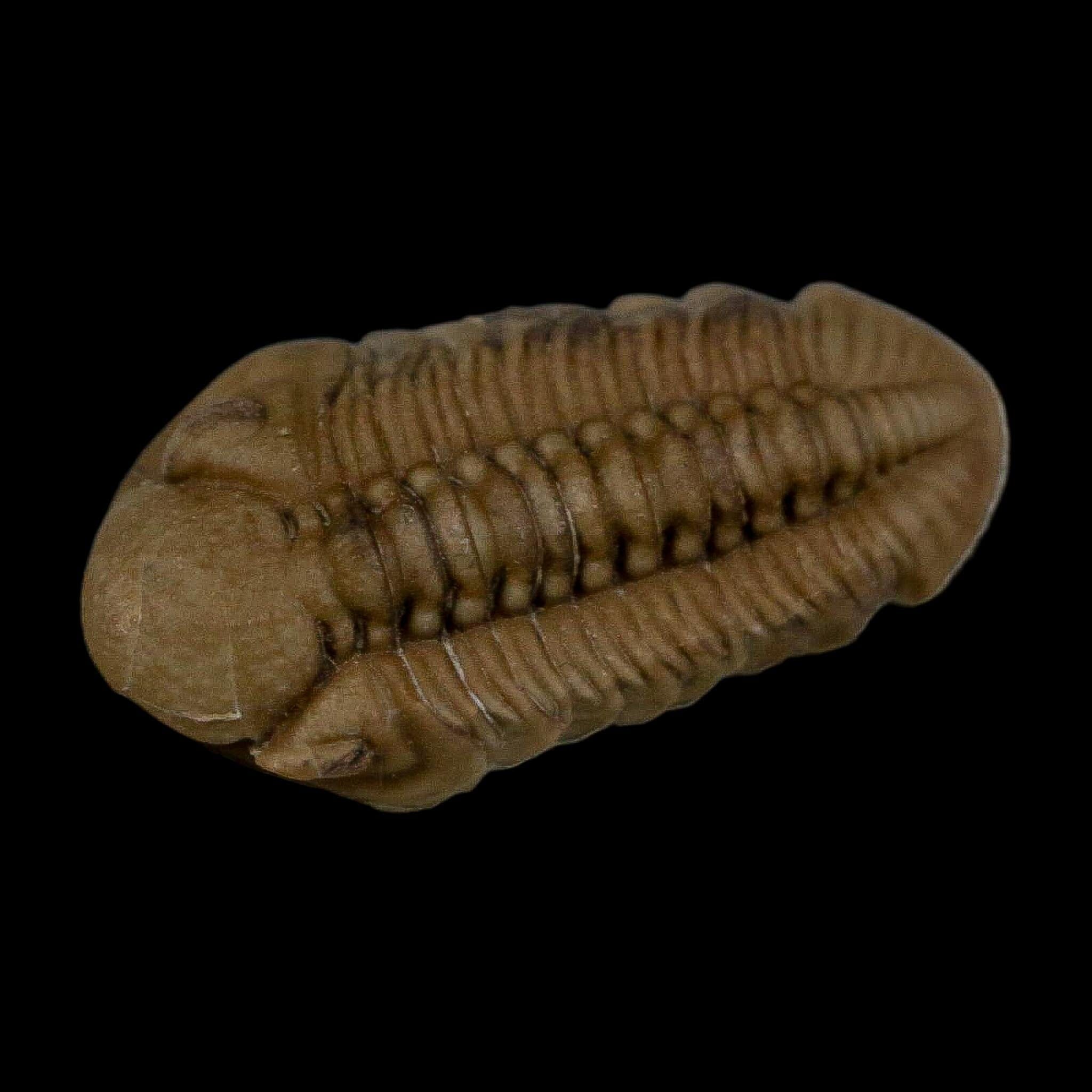 1.3" Kainops Raymodi Trilobite Fossil In Matrix Compound eyes Black Cat Mountain OK - Fossil Age Minerals