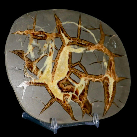 4.7" Septarian Dragon Stone Polished Slice Mineral Specimen Utah Stand - Fossil Age Minerals