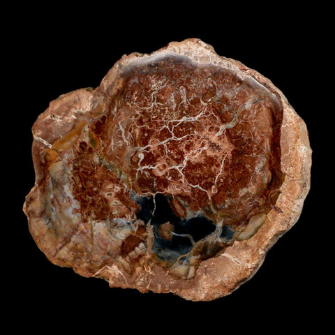 4.1" Fossilized Polished Petrified Wood Branch Madagascar 66-225 Million Yrs Old - Fossil Age Minerals